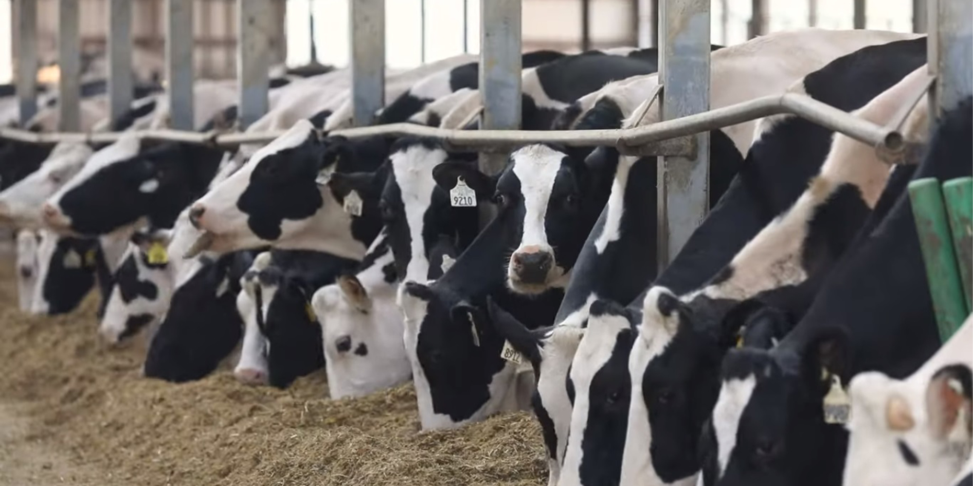 فيما اعتبر رئيس مخصبي الأبقار الرقم المعلن «مضخم»..   عميد البياطرة يحذر من انتشار مرض السل